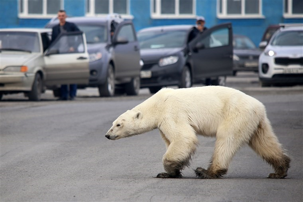 Một con gấu Bắc Cực đi lạc trên con đường ở ngoại ô thành phố công nghiệp Norilsk của Nga vào tháng 6 năm 2019