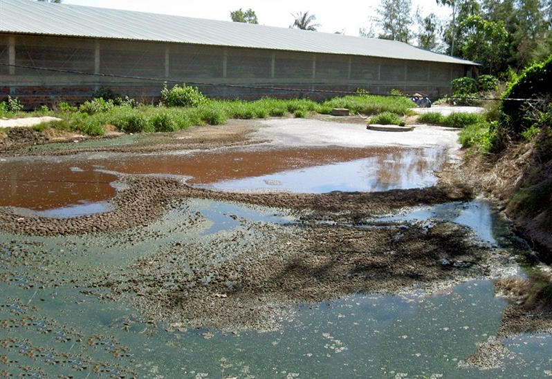 Nước thải trang trại chăn nuôi sản sinh mùi khó chịu ở nồng độ cao, gây ô nhiễm môi trường