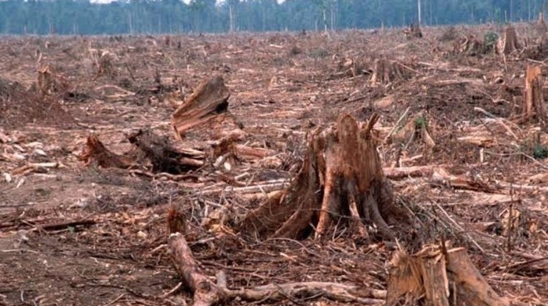 Tác động tiêu cực từ phá rừng đến môi trường thế giới