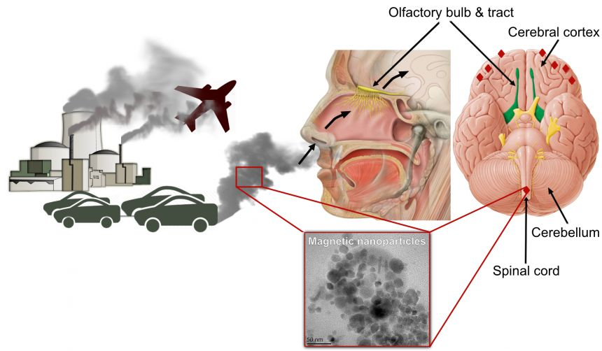 Ô nhiễm không khí ảnh hưởng đến não con người