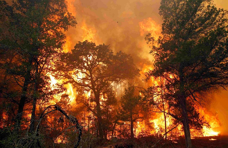 Cháy rừng có thể tàn phá hoàn toàn các loài động vật và thực vật gần