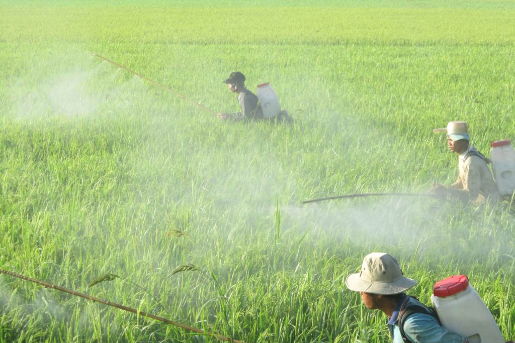 Vào đợt phun thuốc trừ sâu, hóa chất độc hại có thể  ảnh hưởng đến không khí tại nông thôn, người dân sống gần đồng ruộng, bán kính lên tới vài chục km