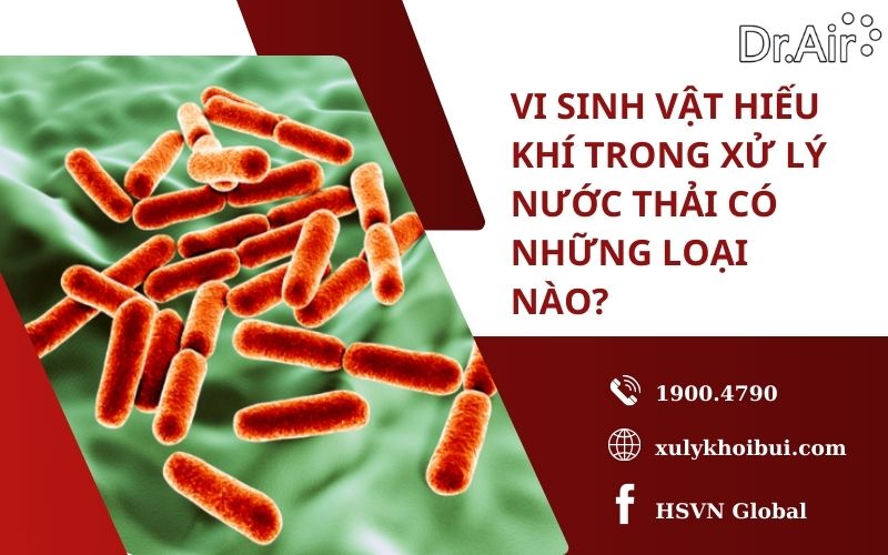 Vi sinh vật hiếu khí trong xử lý nước thải có những loại nào?